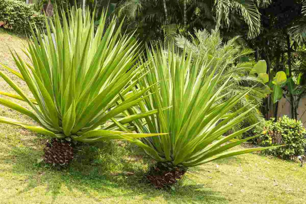 Yucca Aloifolia-