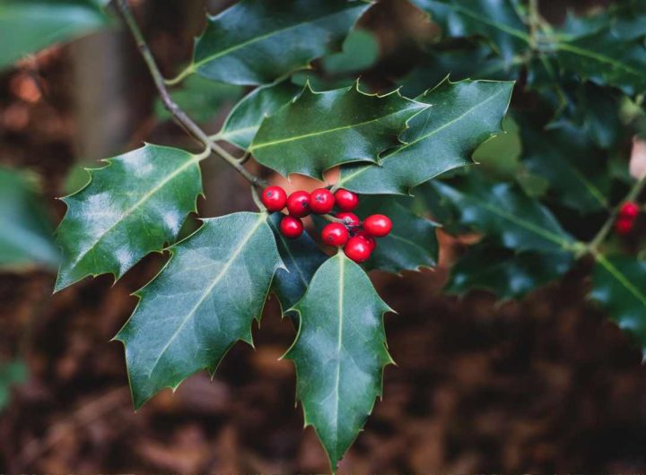 agrifoglio storia natale 2024