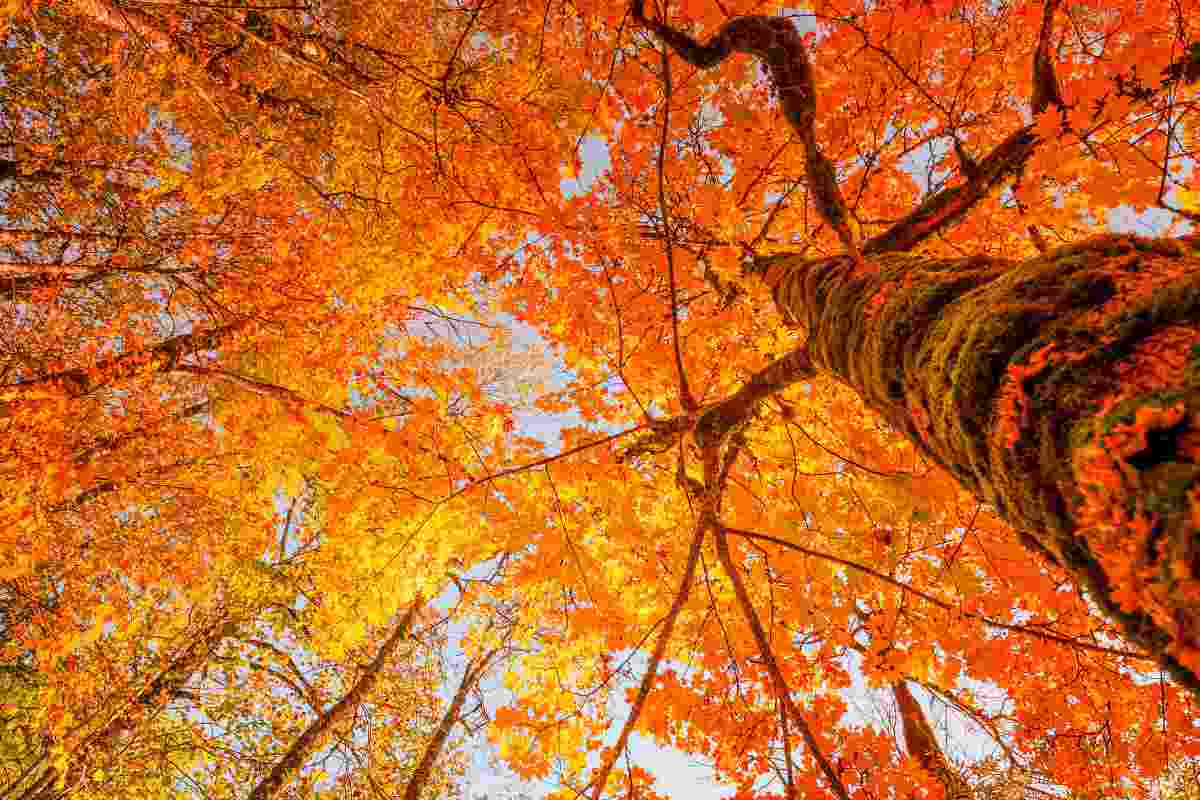 test psicologico degli alberi alla scoperta di sé