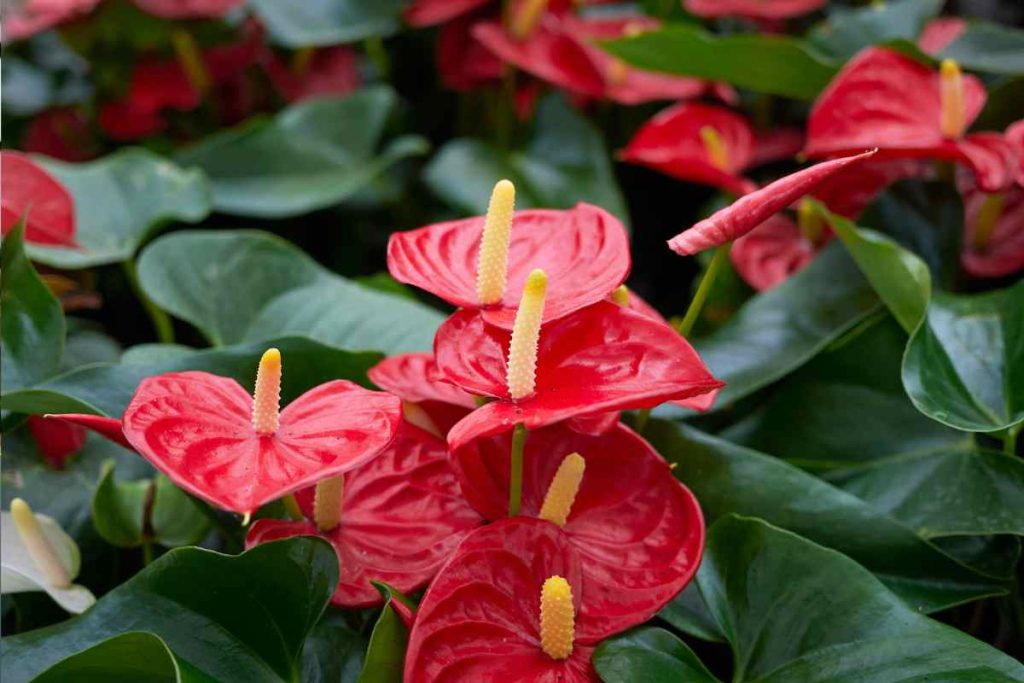 anthurium foglie