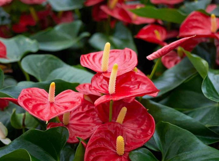 anthurium foglie