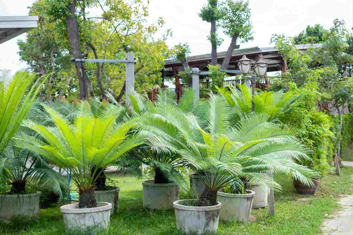 cycas in inverno