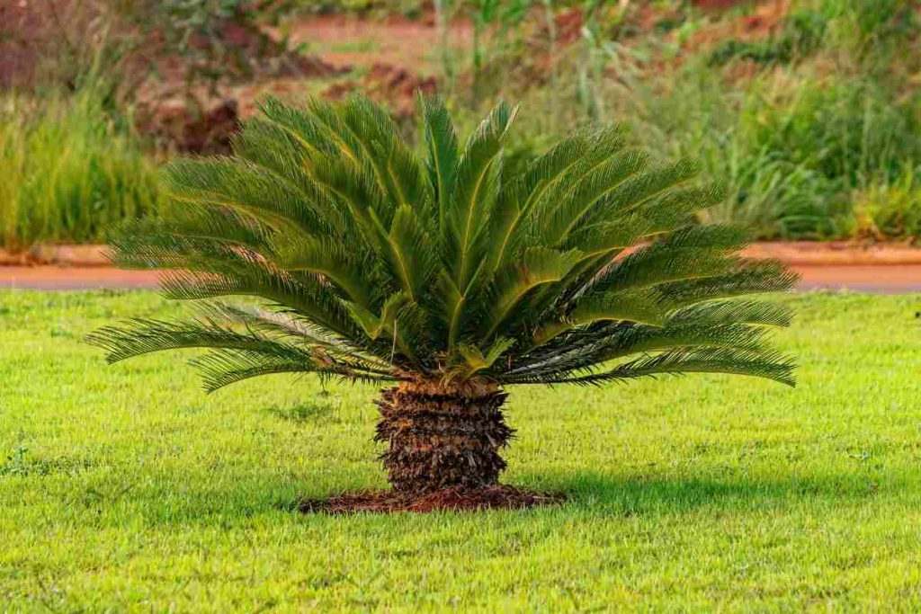 cycas in inverno