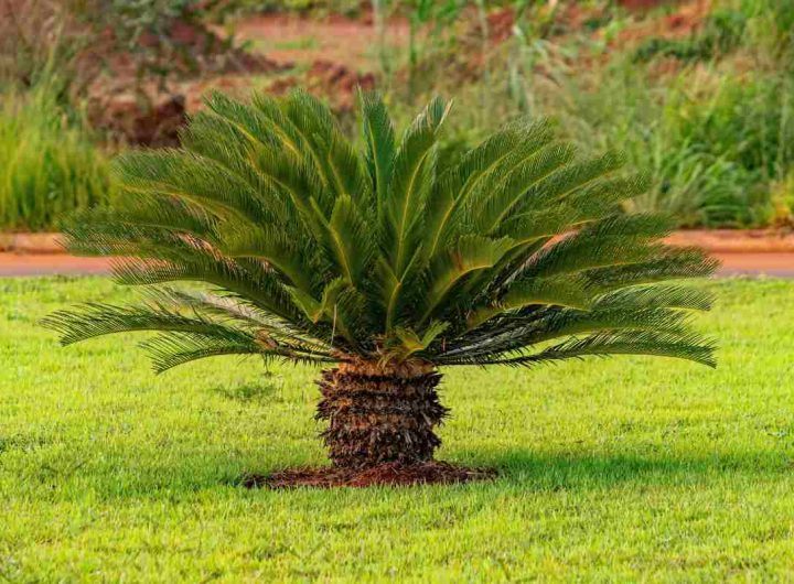 cycas in inverno