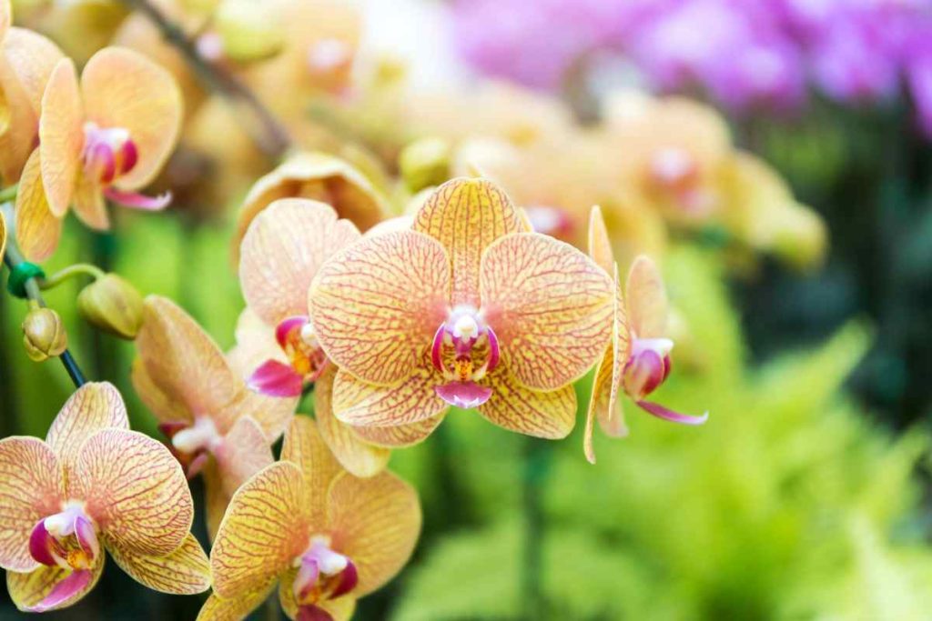 orchidea invernale consigli