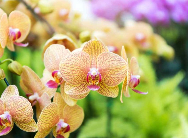 orchidea invernale consigli