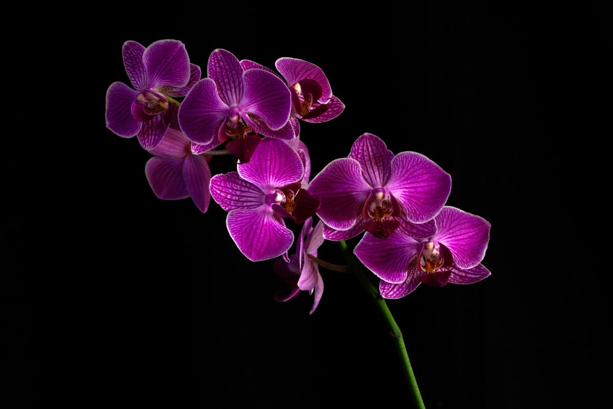 orchidea in inverno 