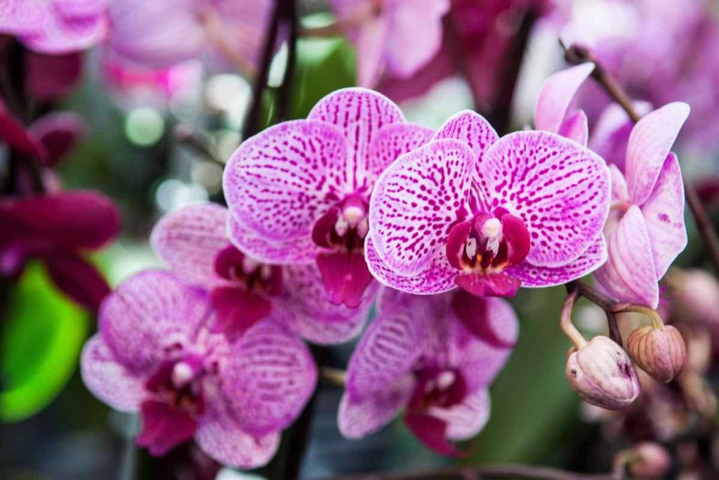 orchidea in inverno