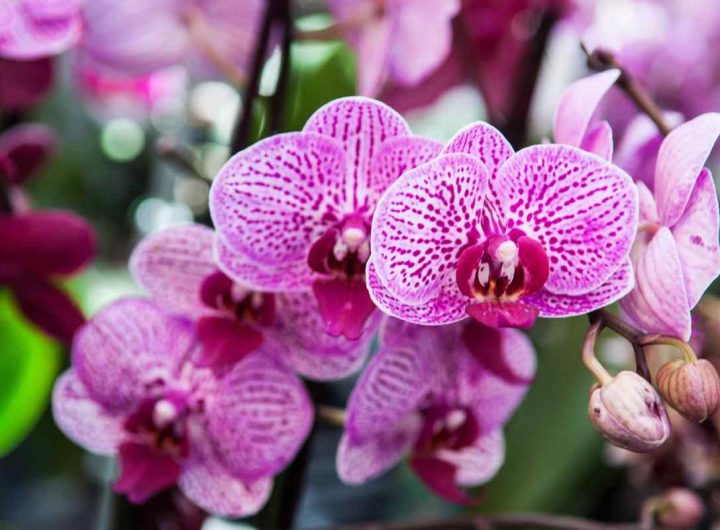 orchidea in inverno