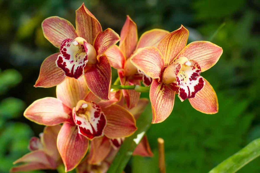 orchidee-fertilizzante-