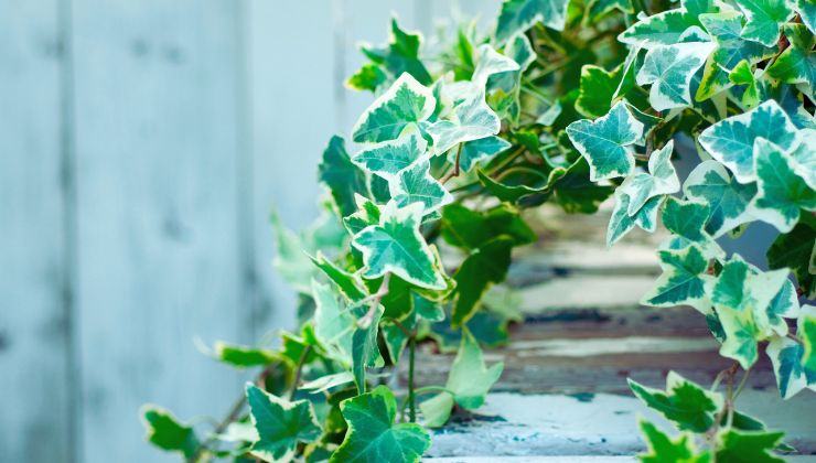 Queste piante sono utilissime in casa in inverno