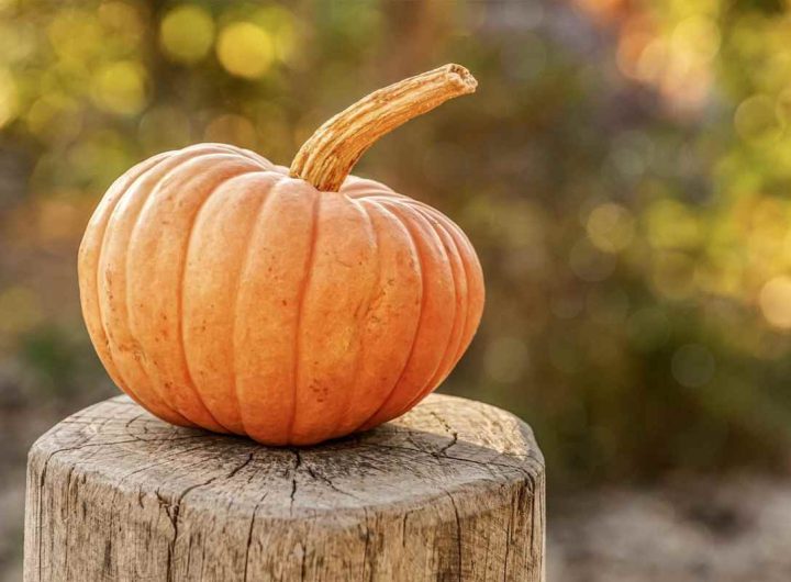 La zucca è una verdura o un frutto? Quel che sicuramente non sai