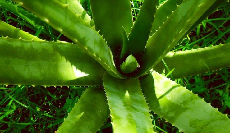 Pianta di aloe vera (Pixabay)