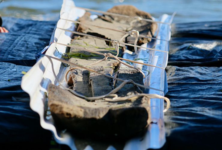 Illustrazione dei resti di una canoa ritrovati nel lago mendota (www.wisconsinhistory.org)