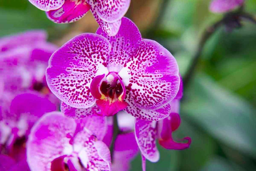 Orchidea in fiore