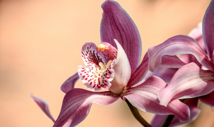 Orchidea in fiore