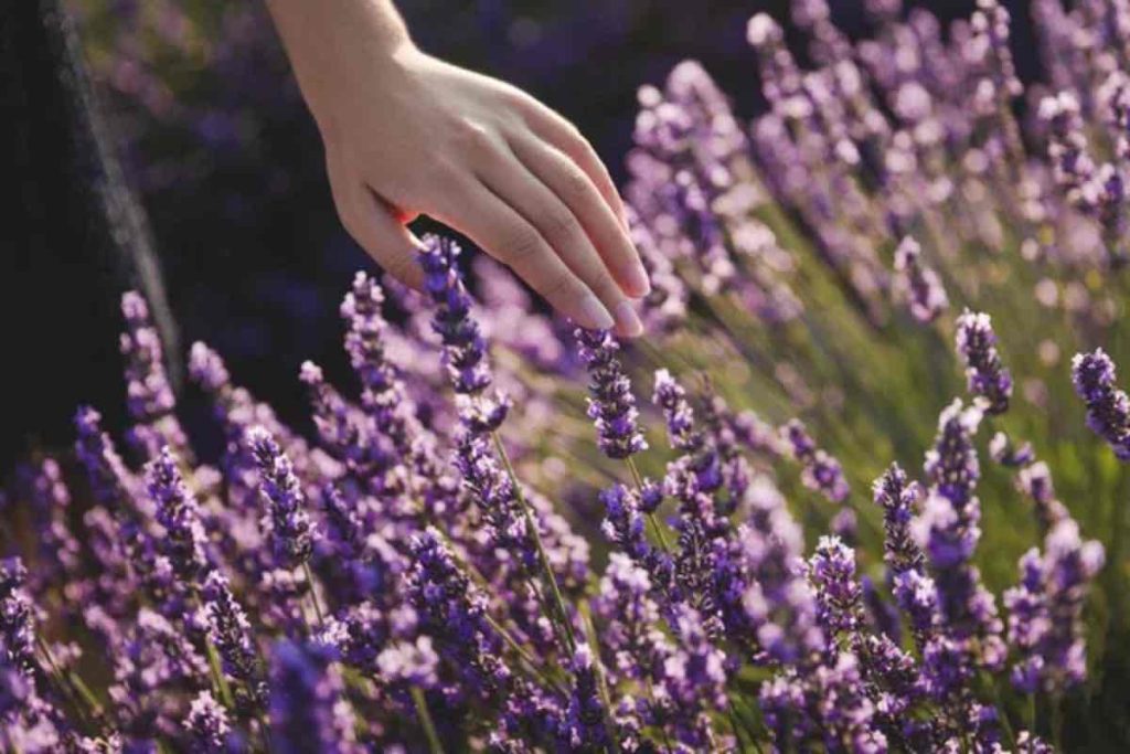 Lavanda utile casa scopri mille usi davvero utile