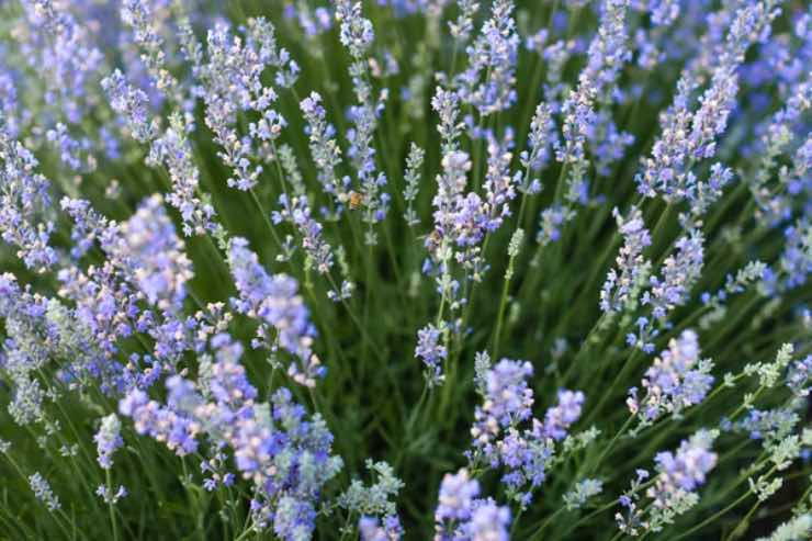 Lavanda utile casa scopri mille usi davvero utile