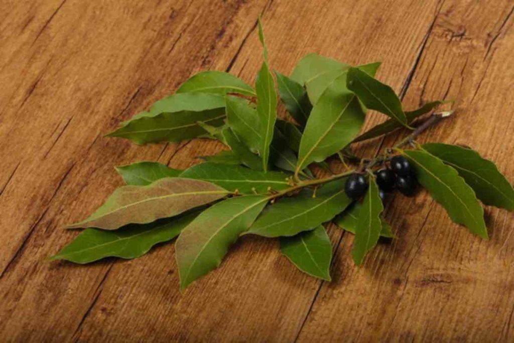 Pianta alloro rimedio nonna risolve problema casalinghe