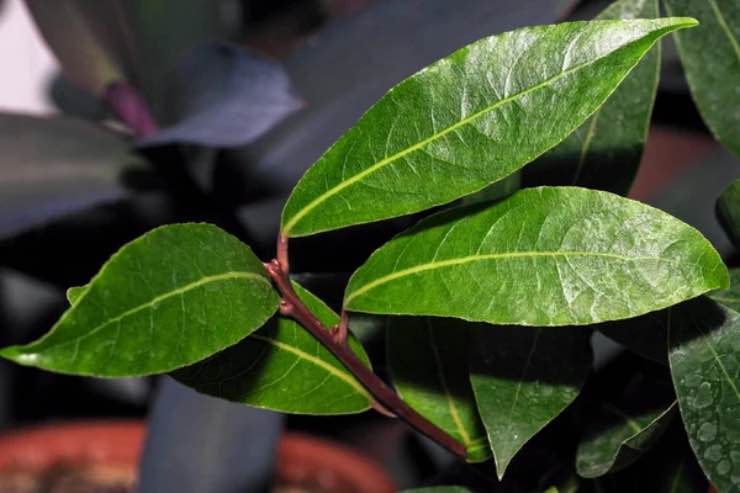 Pianta alloro rimedio nonna risolve problema casalinghe