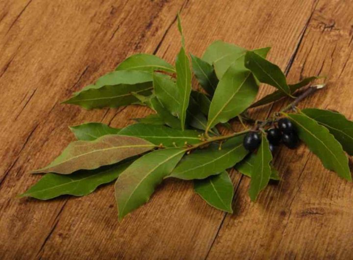 Pianta alloro rimedio nonna risolve problema casalinghe